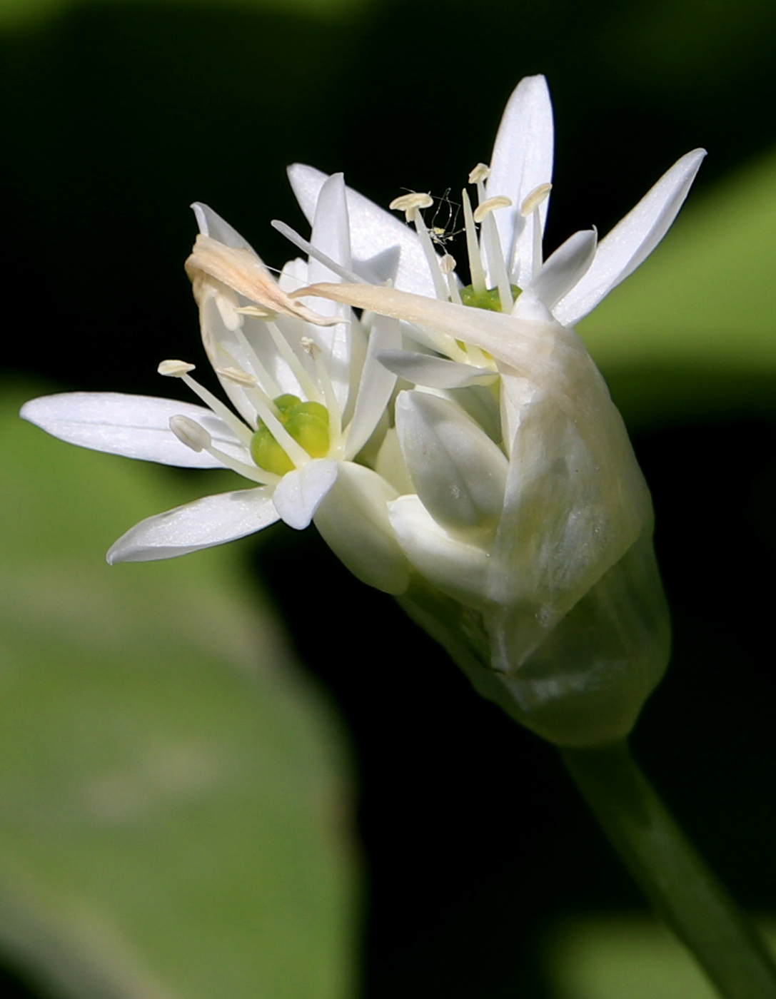 Изображение особи Allium ursinum.