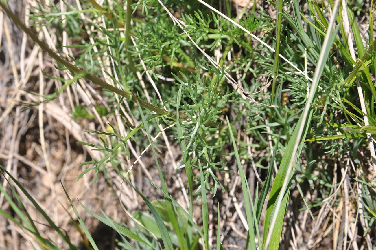 Image of Pyrethrum dolomiticum specimen.