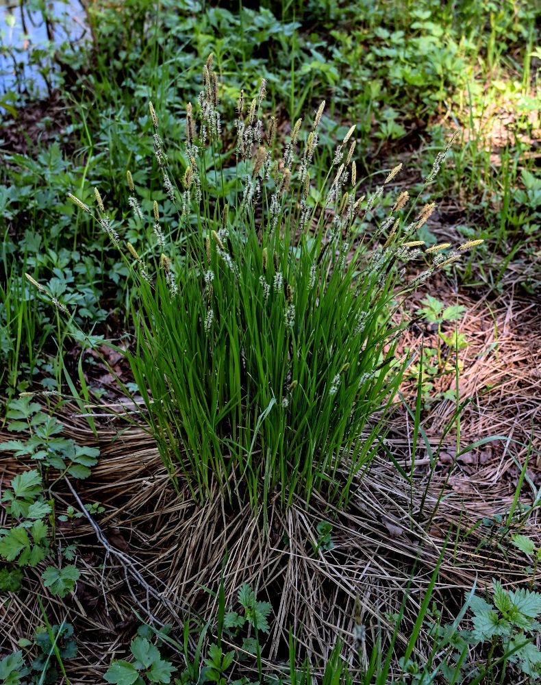 Image of Carex cespitosa specimen.