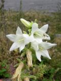 Campanula alliariifolia. Верхушка соцветия с бутоном, цветущими и отцветшими цветками. Республика Северная Осетия – Алания, Владикавказ, окр. с. Нижний Ларс, каменистая россыпь. 02.08.2024.