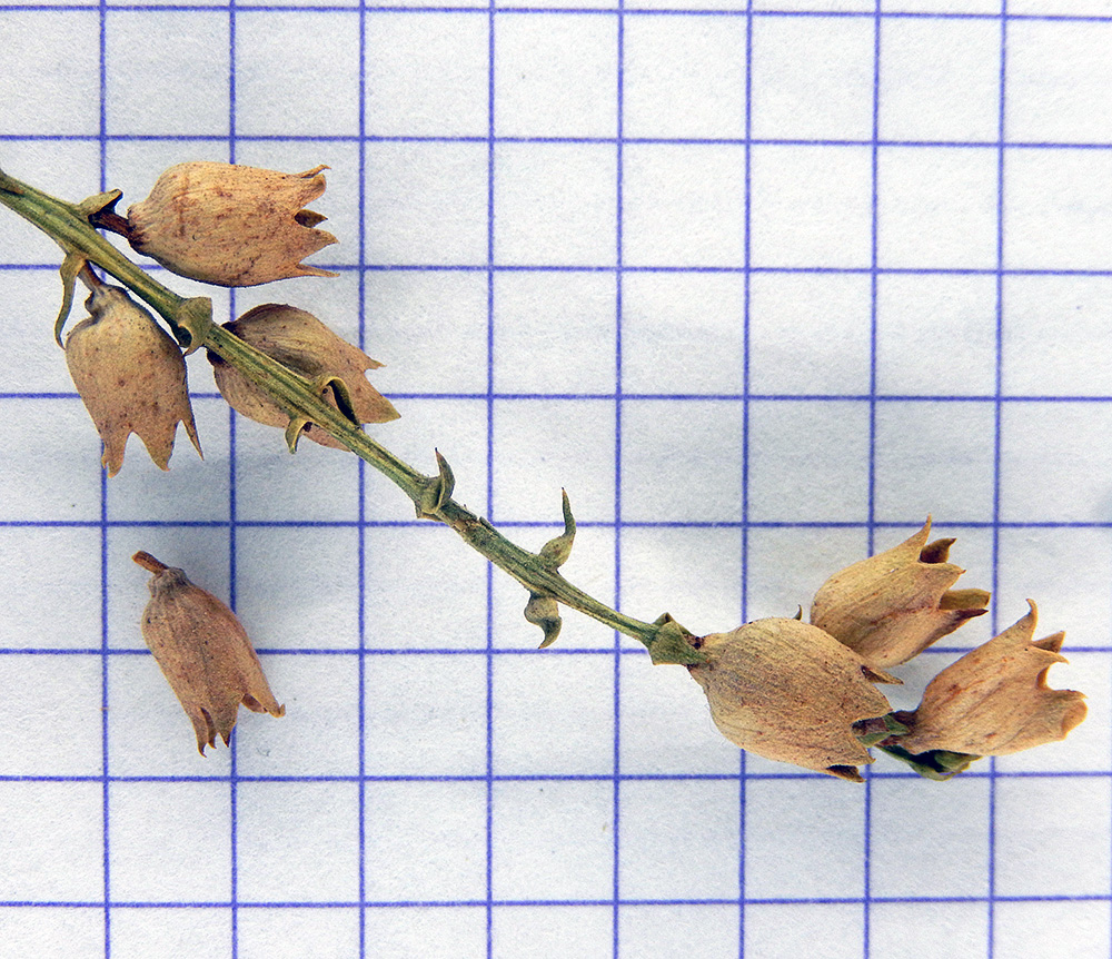 Image of Physostegia virginiana specimen.