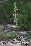 Himantoglossum caprinum