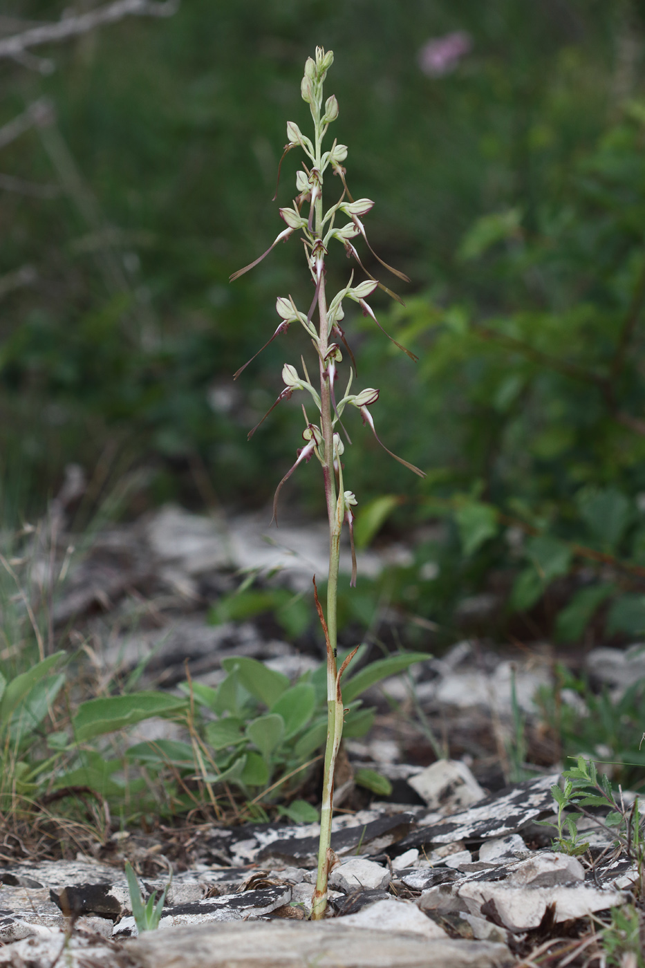 Image of Himantoglossum caprinum specimen.