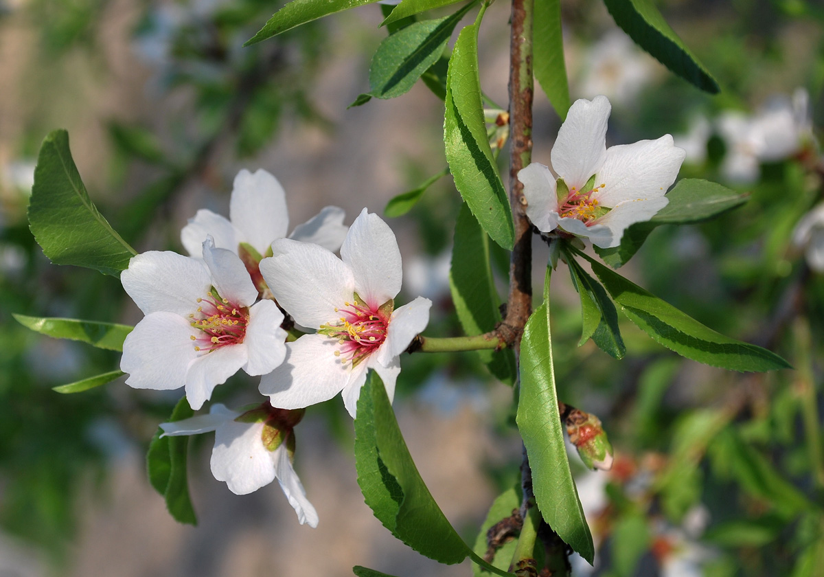 Изображение особи Amygdalus communis.