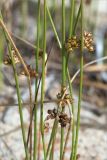 Juncus filiformis