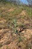 Смотреть изображение Tragopogon dubius подвид desertorum