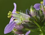 View full-size image Dontostemon dentatus