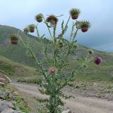Смотреть изображение Carduus thoermeri