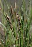 View full-size image Carex diandra
