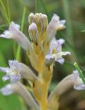 View full-size image Phelipanche purpurea