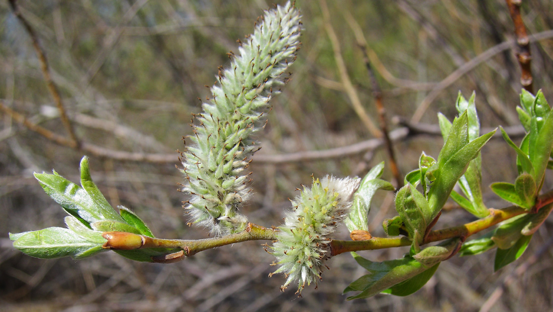 Изображение особи Salix &times; fragilis.