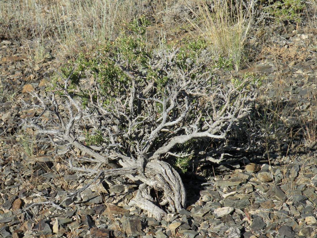 Image of Salsola arbusculiformis specimen.