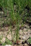 Juncus ambiguus