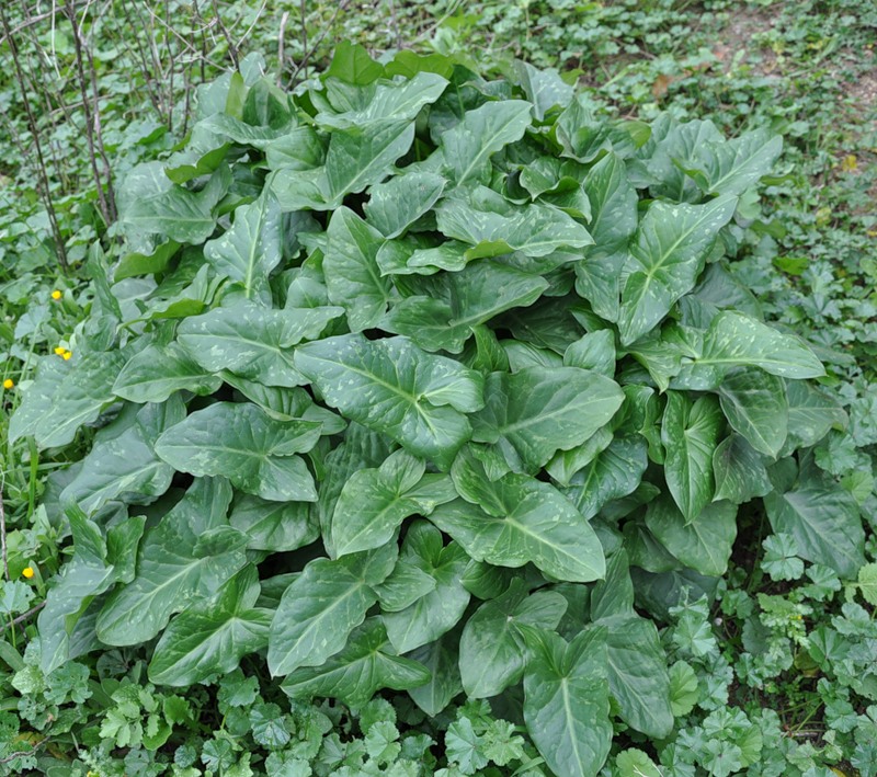 Изображение особи Arum italicum ssp. albispathum.