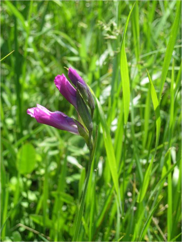 Image of Gladiolus kotschyanus specimen.