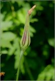 Tragopogon orientalis