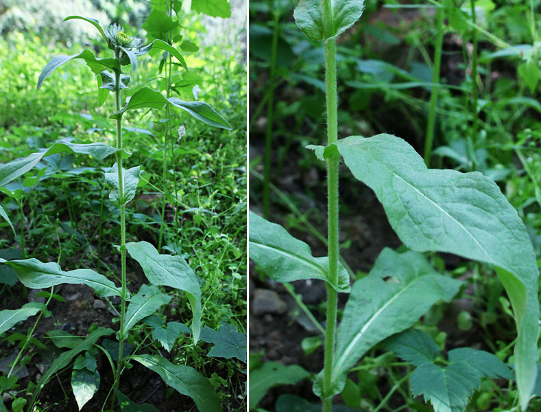 Image of Inula britannica specimen.