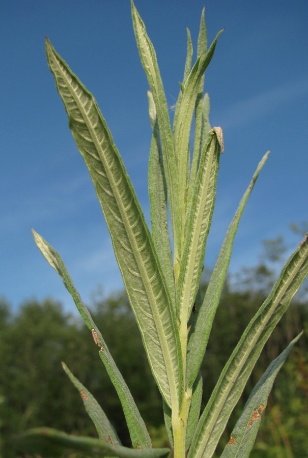 Image of Salix viminalis specimen.