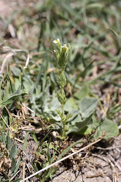 Image of Parentucellia flaviflora specimen.