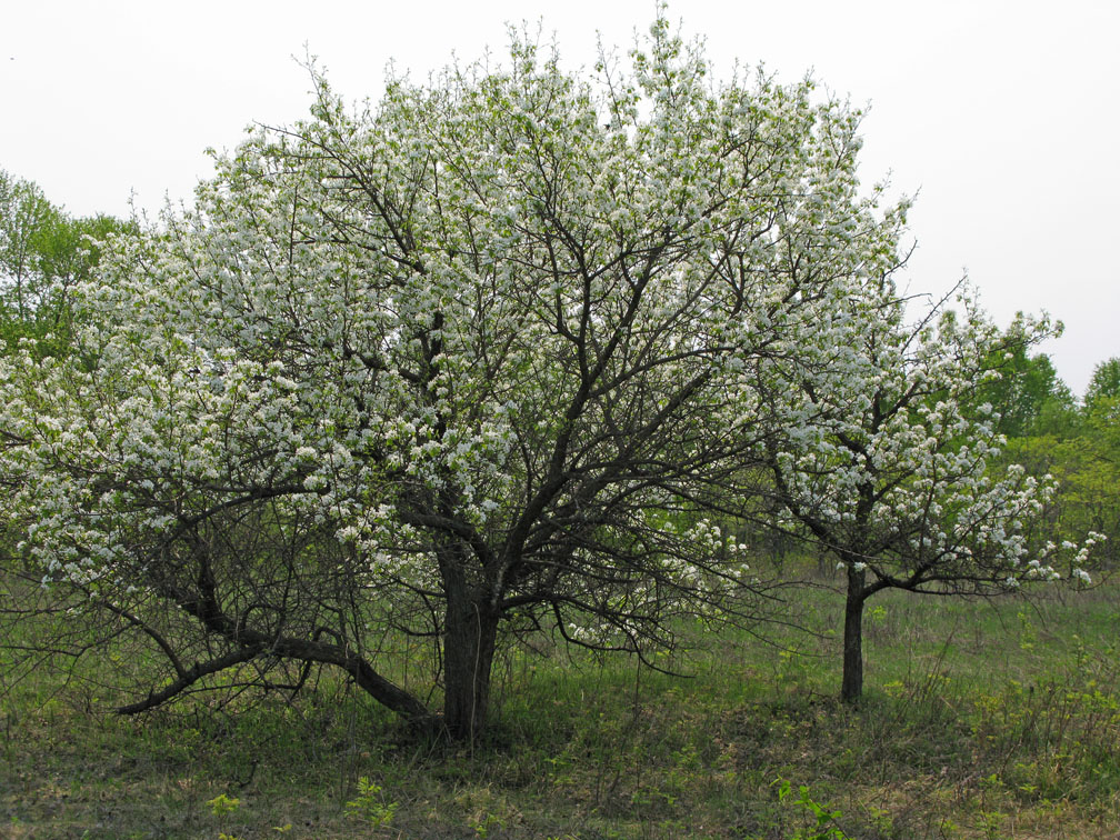 Изображение особи Pyrus ussuriensis.