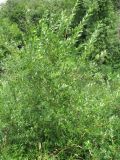 Salix latifolia. Куст. Ярославская обл., Переславский р-н, с. Елизарово, берег р. Шаха. 09.07.2011.