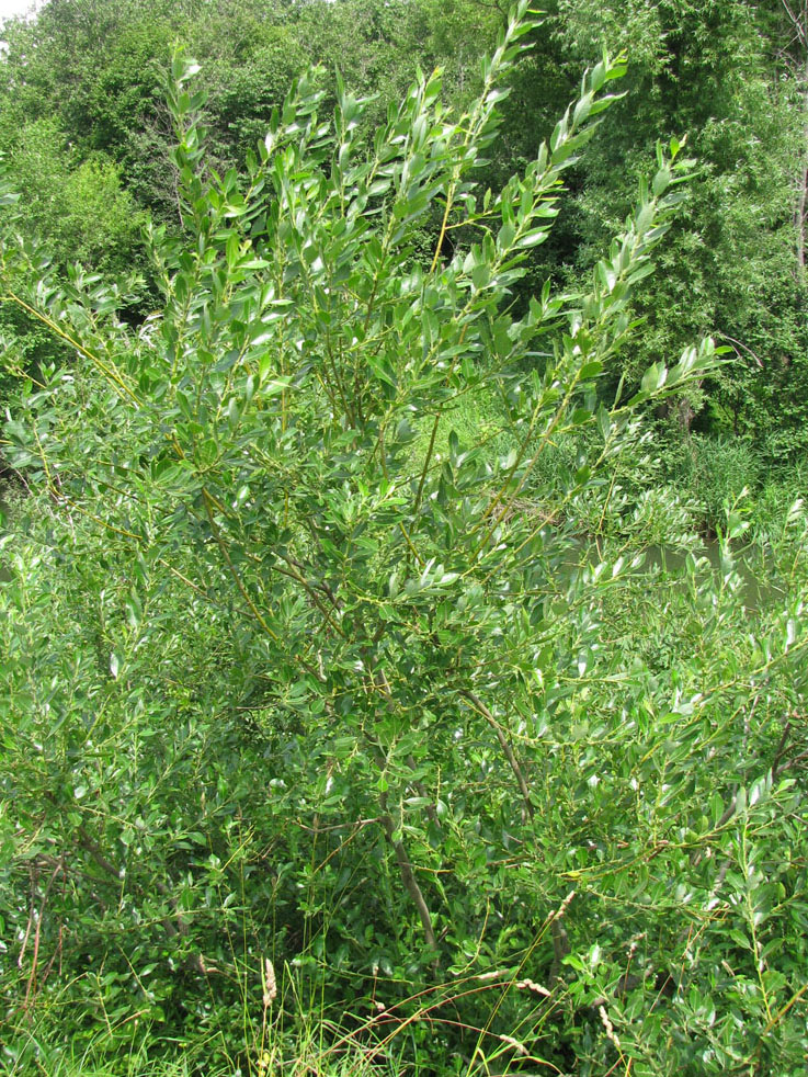 Image of Salix latifolia specimen.