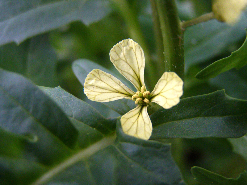 Image of Eruca sativa specimen.