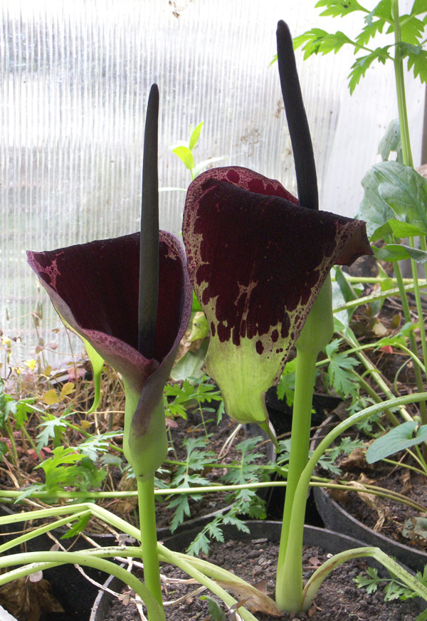 Изображение особи Arum dioscoridis.