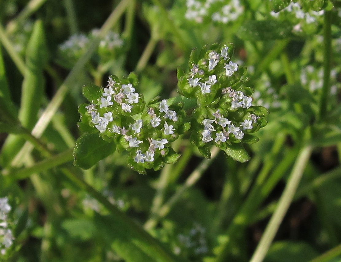 Image of genus Valerianella specimen.