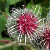 Arctium tomentosum