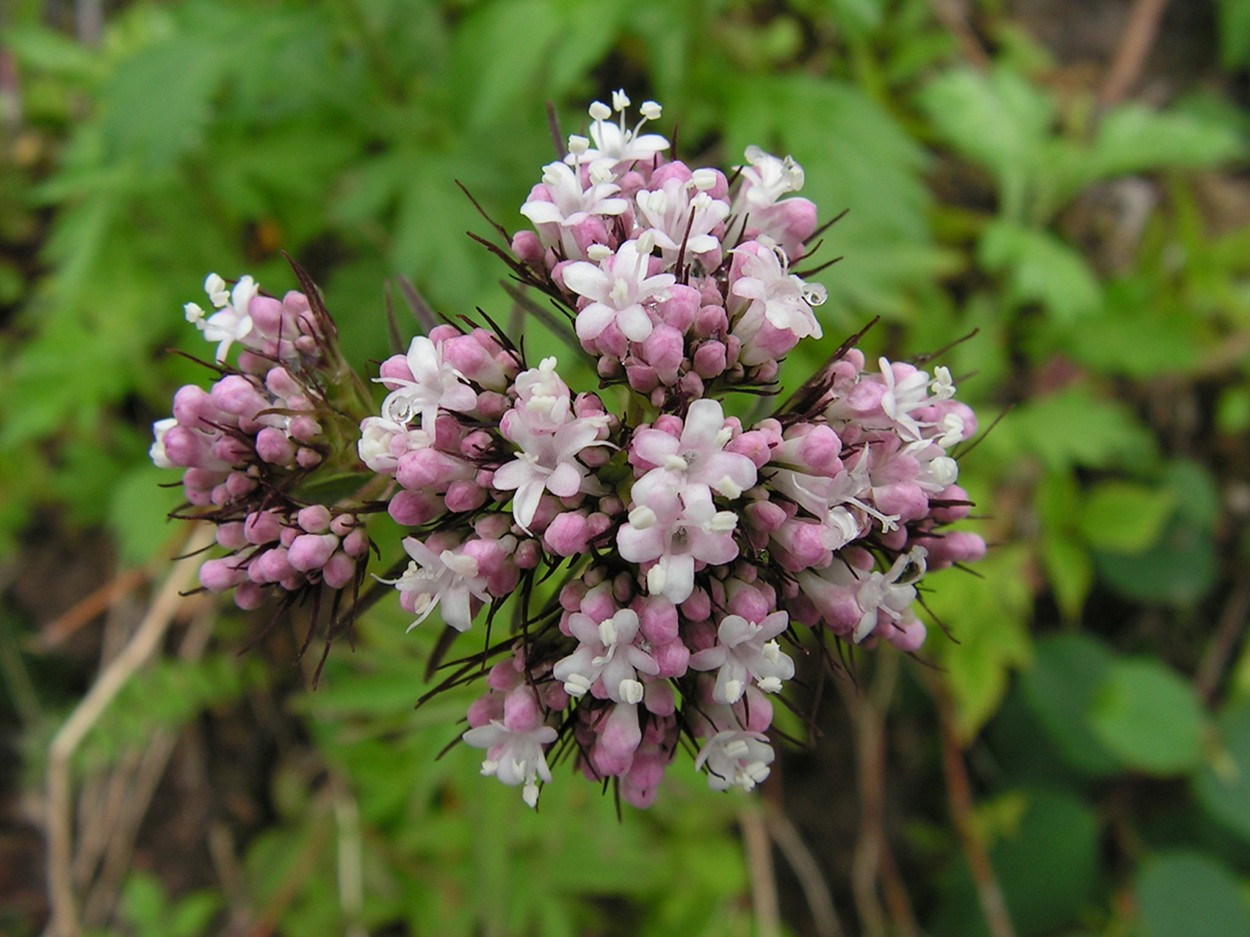 Изображение особи род Valeriana.