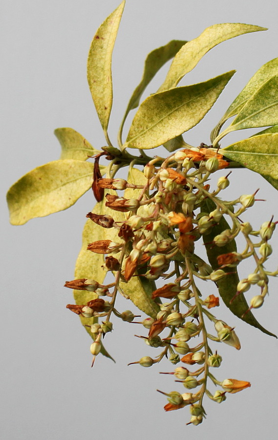 Image of Pieris japonica specimen.