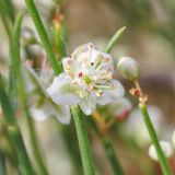 Calligonum aphyllum