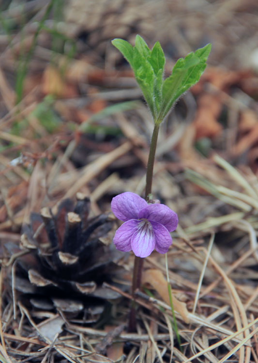 Image of Viola dactyloides specimen.