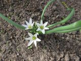 Ornithogalum fimbriatum