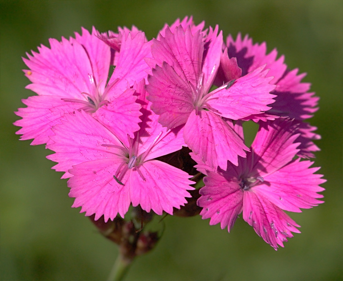 Изображение особи Dianthus carthusianorum.