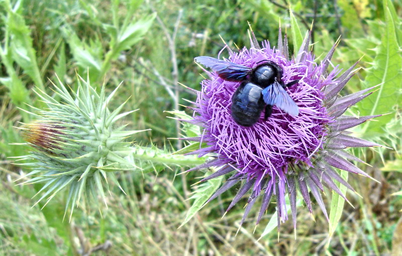 Image of Onopordum tauricum specimen.