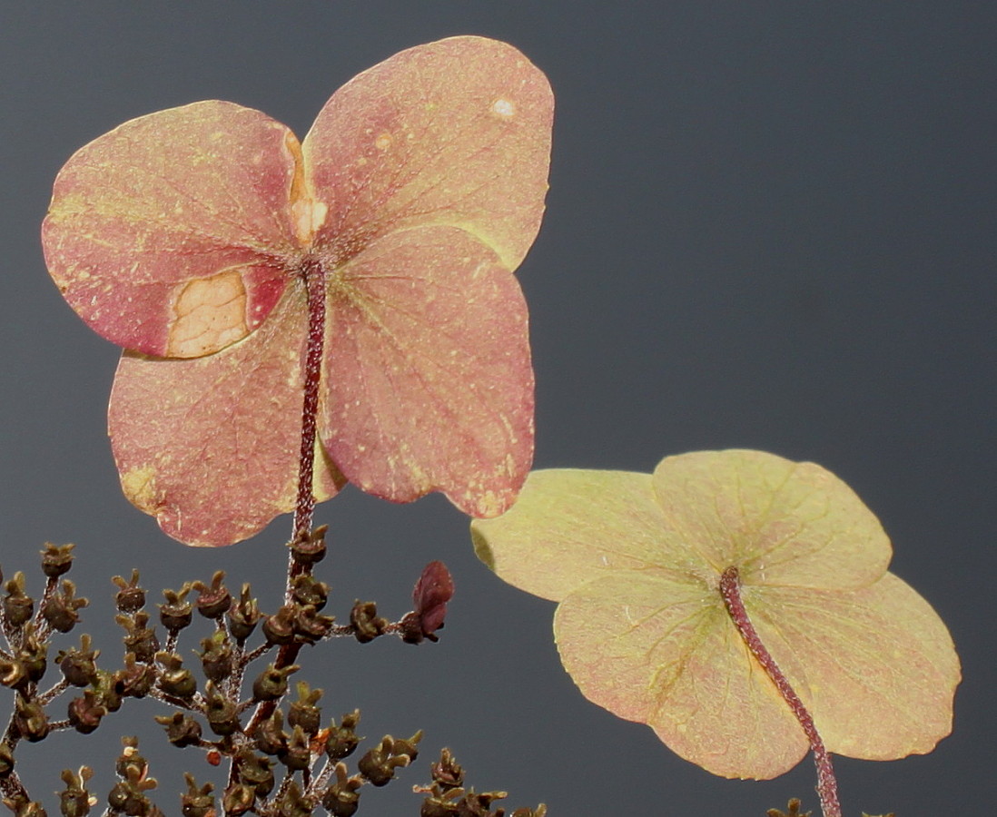 Image of Hydrangea aspera specimen.