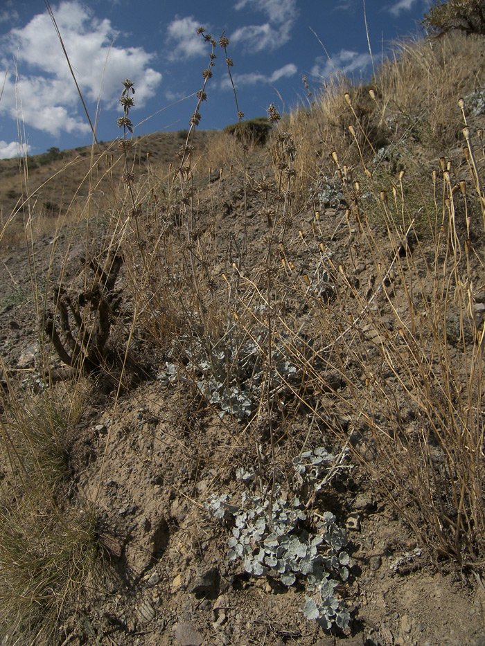 Image of Marrubium persicum specimen.