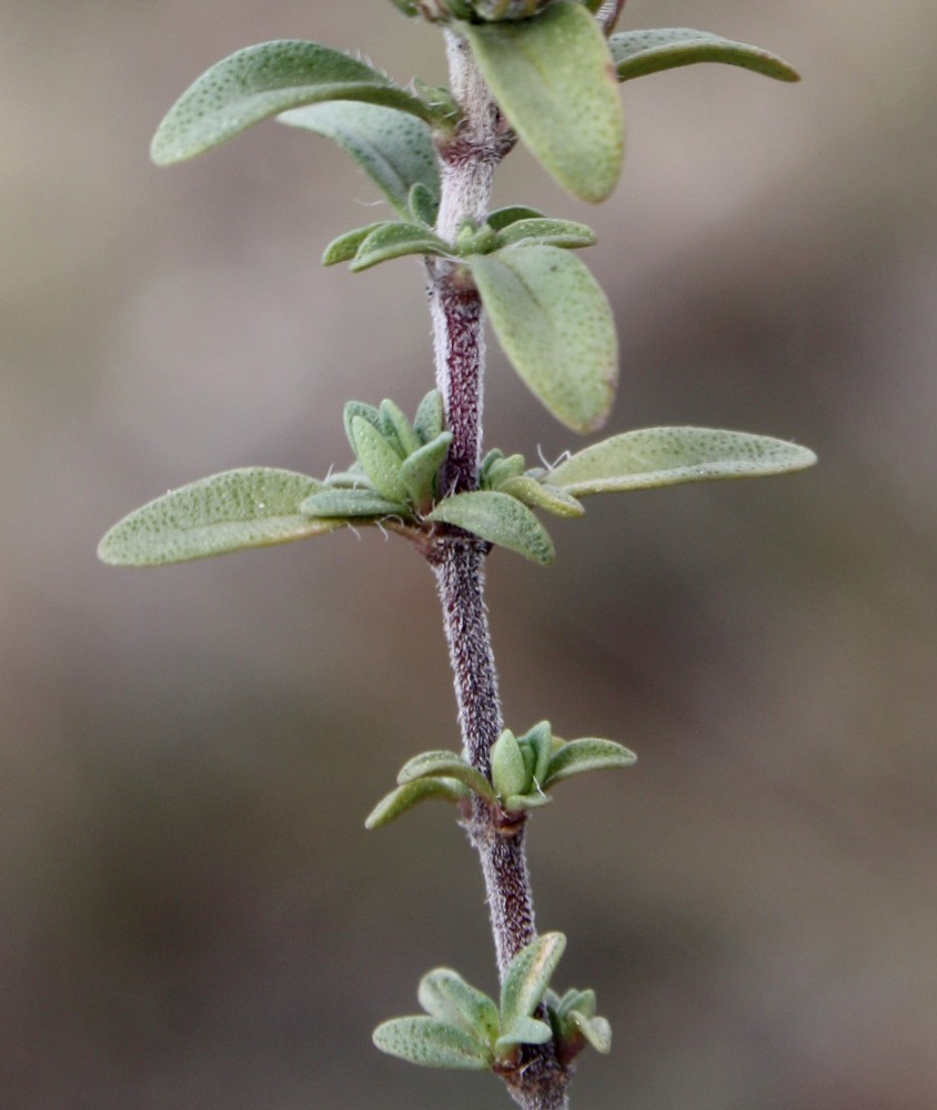 Image of Thymus bashkiriensis specimen.