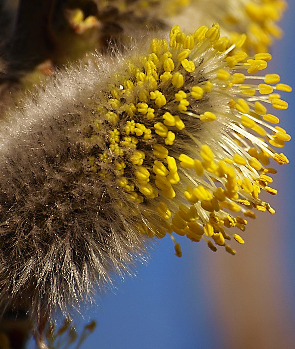 Image of Salix caprea specimen.