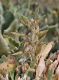 Anchonium billardierei. Верхушка плодоносящего растения. Israel, Mount Hermon. 09.07.2011.