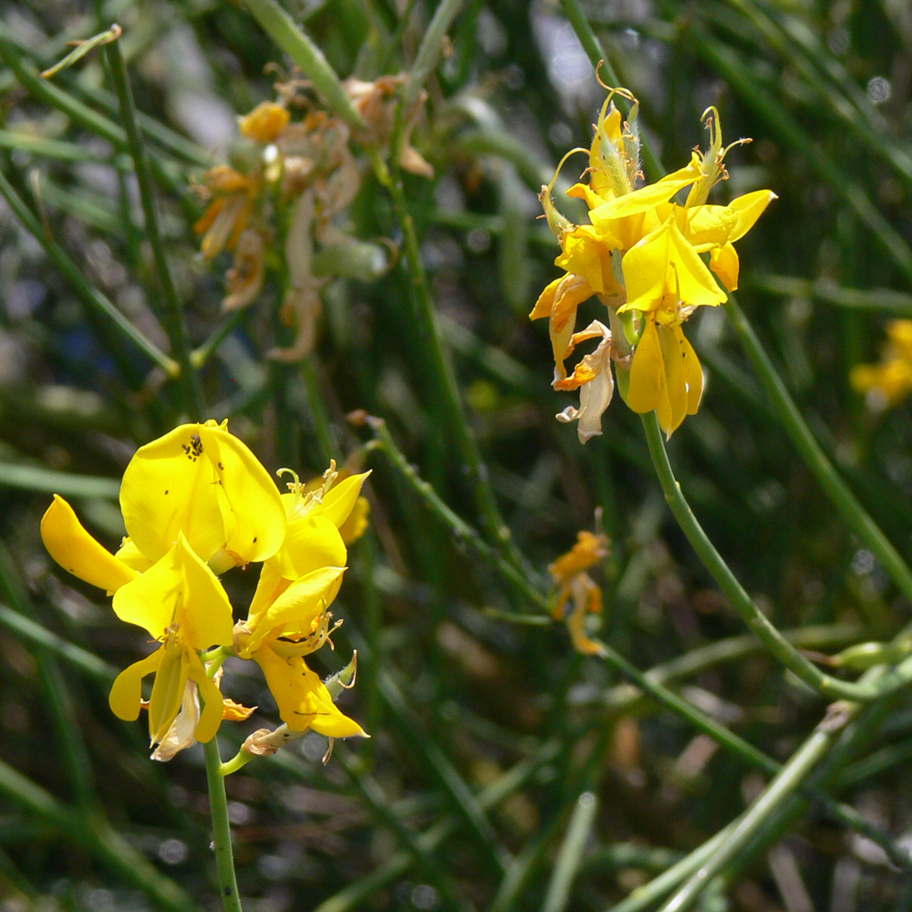 Image of Spartium junceum specimen.