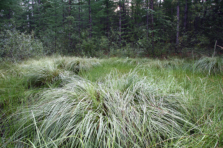 Изображение особи род Carex.