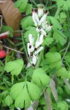 Смотреть изображение Fumaria capreolata