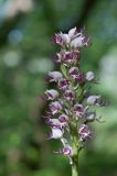 Смотреть изображение Orchis simia