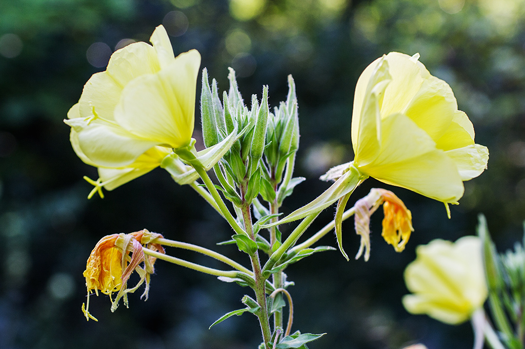 Изображение особи род Oenothera.