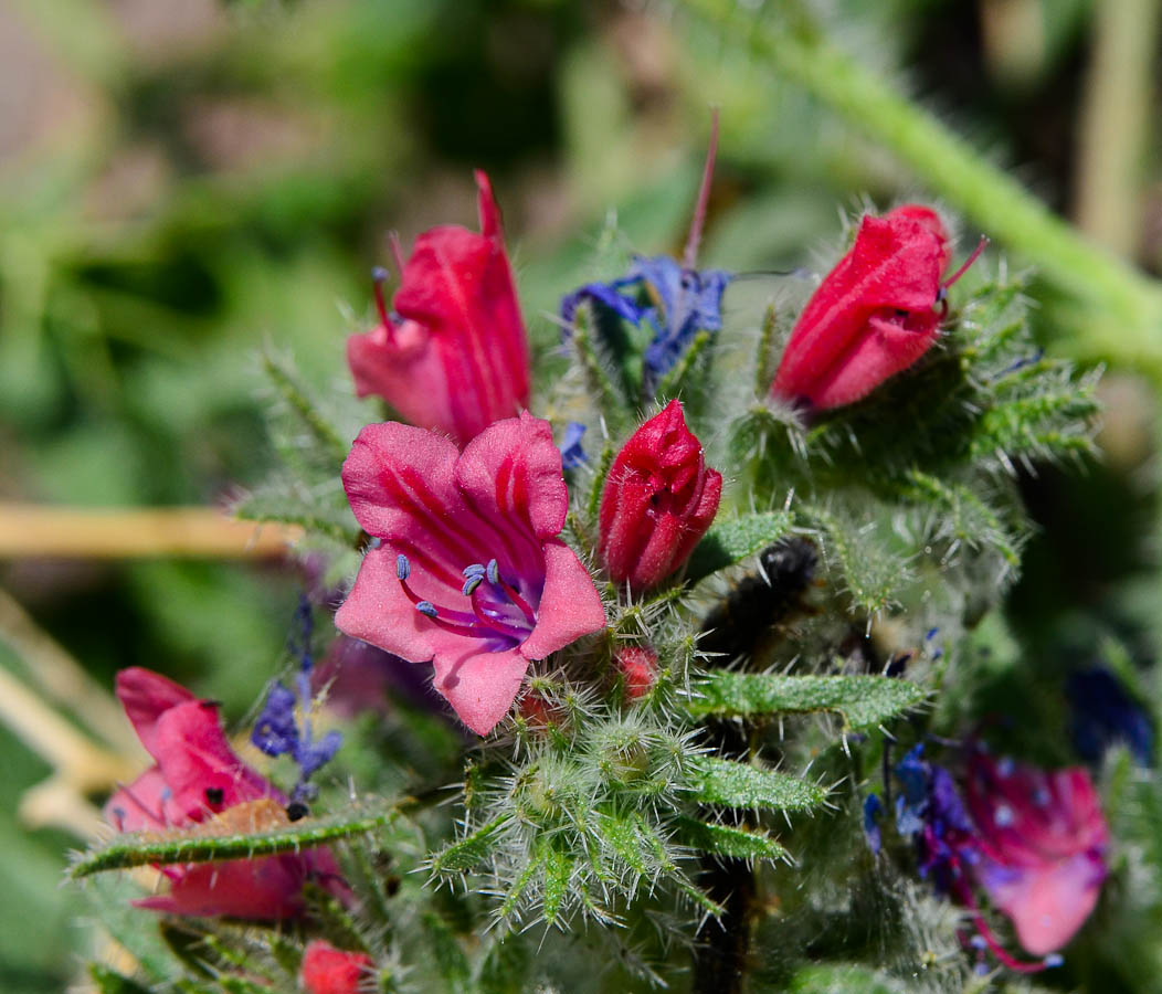 Image of Echium rauwolfii specimen.