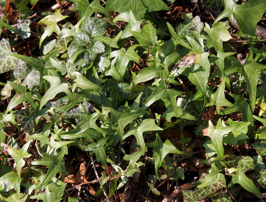 Image of Hedera helix specimen.