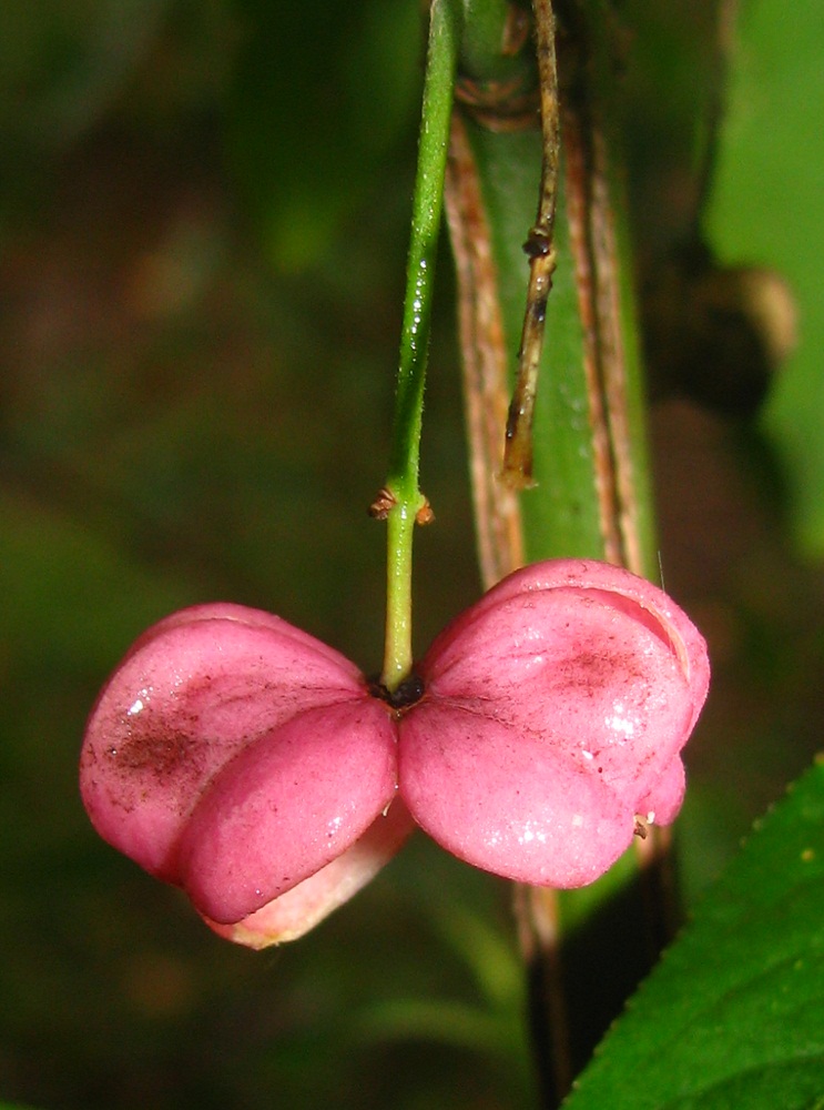 Image of Euonymus europaeus specimen.